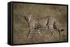 Cheetah (Acinonyx Jubatus), Serengeti National Park, Tanzania, East Africa, Africa-James Hager-Framed Stretched Canvas