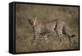 Cheetah (Acinonyx Jubatus), Serengeti National Park, Tanzania, East Africa, Africa-James Hager-Framed Stretched Canvas