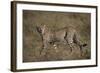 Cheetah (Acinonyx Jubatus), Serengeti National Park, Tanzania, East Africa, Africa-James Hager-Framed Photographic Print