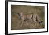 Cheetah (Acinonyx Jubatus), Serengeti National Park, Tanzania, East Africa, Africa-James Hager-Framed Photographic Print