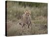 Cheetah (Acinonyx Jubatus), Serengeti National Park, Tanzania, East Africa, Africa-James Hager-Stretched Canvas