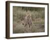 Cheetah (Acinonyx Jubatus), Serengeti National Park, Tanzania, East Africa, Africa-James Hager-Framed Photographic Print