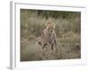 Cheetah (Acinonyx Jubatus), Serengeti National Park, Tanzania, East Africa, Africa-James Hager-Framed Photographic Print