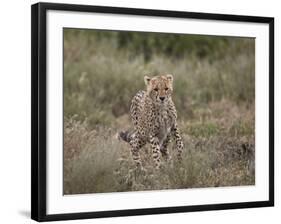 Cheetah (Acinonyx Jubatus), Serengeti National Park, Tanzania, East Africa, Africa-James Hager-Framed Photographic Print