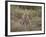 Cheetah (Acinonyx Jubatus), Serengeti National Park, Tanzania, East Africa, Africa-James Hager-Framed Photographic Print