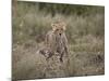 Cheetah (Acinonyx Jubatus), Serengeti National Park, Tanzania, East Africa, Africa-James Hager-Mounted Photographic Print