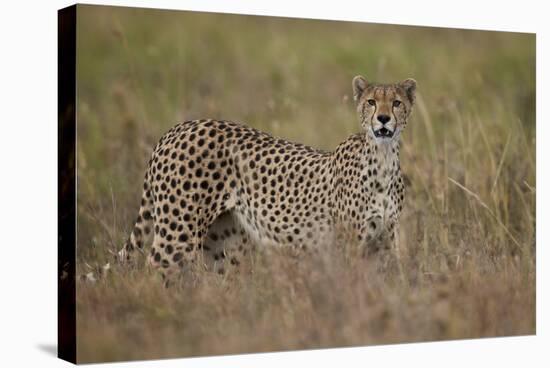 Cheetah (Acinonyx Jubatus), Serengeti National Park, Tanzania, East Africa, Africa-James Hager-Stretched Canvas