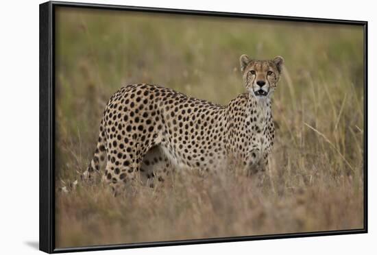 Cheetah (Acinonyx Jubatus), Serengeti National Park, Tanzania, East Africa, Africa-James Hager-Framed Photographic Print