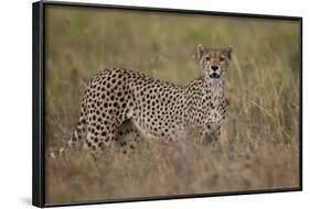 Cheetah (Acinonyx Jubatus), Serengeti National Park, Tanzania, East Africa, Africa-James Hager-Framed Photographic Print