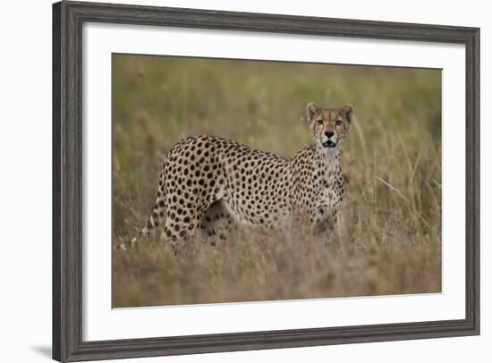 Cheetah (Acinonyx Jubatus), Serengeti National Park, Tanzania, East Africa, Africa-James Hager-Framed Photographic Print