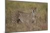 Cheetah (Acinonyx Jubatus), Serengeti National Park, Tanzania, East Africa, Africa-James Hager-Mounted Photographic Print