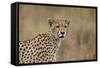 Cheetah (Acinonyx Jubatus), Serengeti National Park, Tanzania, East Africa, Africa-James Hager-Framed Stretched Canvas