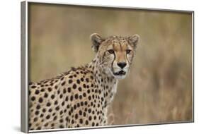 Cheetah (Acinonyx Jubatus), Serengeti National Park, Tanzania, East Africa, Africa-James Hager-Framed Photographic Print