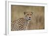 Cheetah (Acinonyx Jubatus), Serengeti National Park, Tanzania, East Africa, Africa-James Hager-Framed Photographic Print