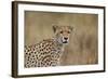 Cheetah (Acinonyx Jubatus), Serengeti National Park, Tanzania, East Africa, Africa-James Hager-Framed Photographic Print