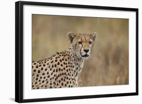 Cheetah (Acinonyx Jubatus), Serengeti National Park, Tanzania, East Africa, Africa-James Hager-Framed Photographic Print