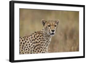 Cheetah (Acinonyx Jubatus), Serengeti National Park, Tanzania, East Africa, Africa-James Hager-Framed Photographic Print