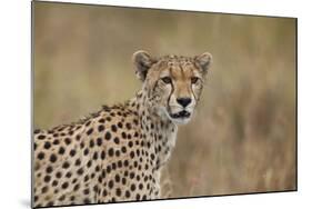 Cheetah (Acinonyx Jubatus), Serengeti National Park, Tanzania, East Africa, Africa-James Hager-Mounted Photographic Print