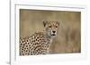 Cheetah (Acinonyx Jubatus), Serengeti National Park, Tanzania, East Africa, Africa-James Hager-Framed Photographic Print