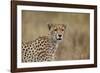 Cheetah (Acinonyx Jubatus), Serengeti National Park, Tanzania, East Africa, Africa-James Hager-Framed Photographic Print