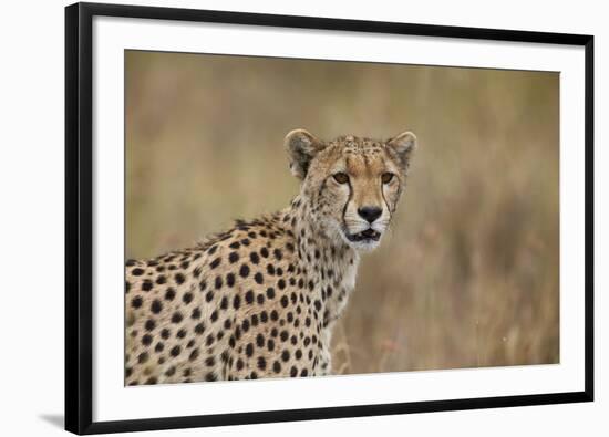 Cheetah (Acinonyx Jubatus), Serengeti National Park, Tanzania, East Africa, Africa-James Hager-Framed Photographic Print