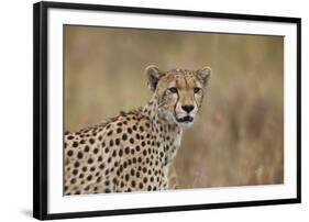 Cheetah (Acinonyx Jubatus), Serengeti National Park, Tanzania, East Africa, Africa-James Hager-Framed Photographic Print