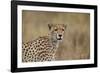 Cheetah (Acinonyx Jubatus), Serengeti National Park, Tanzania, East Africa, Africa-James Hager-Framed Photographic Print