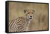 Cheetah (Acinonyx Jubatus), Serengeti National Park, Tanzania, East Africa, Africa-James Hager-Framed Stretched Canvas