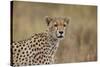 Cheetah (Acinonyx Jubatus), Serengeti National Park, Tanzania, East Africa, Africa-James Hager-Stretched Canvas