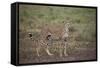 Cheetah (Acinonyx Jubatus), Serengeti National Park, Tanzania, East Africa, Africa-James Hager-Framed Stretched Canvas