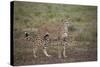 Cheetah (Acinonyx Jubatus), Serengeti National Park, Tanzania, East Africa, Africa-James Hager-Stretched Canvas