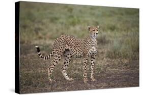 Cheetah (Acinonyx Jubatus), Serengeti National Park, Tanzania, East Africa, Africa-James Hager-Stretched Canvas