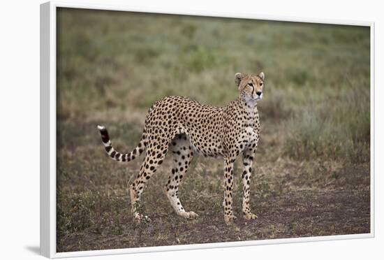 Cheetah (Acinonyx Jubatus), Serengeti National Park, Tanzania, East Africa, Africa-James Hager-Framed Photographic Print