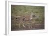 Cheetah (Acinonyx Jubatus), Serengeti National Park, Tanzania, East Africa, Africa-James Hager-Framed Photographic Print