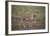 Cheetah (Acinonyx Jubatus), Serengeti National Park, Tanzania, East Africa, Africa-James Hager-Framed Photographic Print