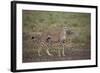 Cheetah (Acinonyx Jubatus), Serengeti National Park, Tanzania, East Africa, Africa-James Hager-Framed Photographic Print