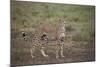 Cheetah (Acinonyx Jubatus), Serengeti National Park, Tanzania, East Africa, Africa-James Hager-Mounted Photographic Print