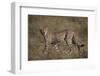 Cheetah (Acinonyx Jubatus), Serengeti National Park, Tanzania, East Africa, Africa-James Hager-Framed Photographic Print