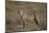 Cheetah (Acinonyx Jubatus), Serengeti National Park, Tanzania, East Africa, Africa-James Hager-Mounted Photographic Print