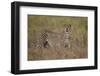 Cheetah (Acinonyx Jubatus), Serengeti National Park, Tanzania, East Africa, Africa-James Hager-Framed Photographic Print