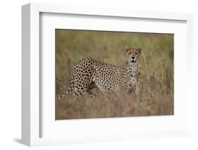 Cheetah (Acinonyx Jubatus), Serengeti National Park, Tanzania, East Africa, Africa-James Hager-Framed Photographic Print