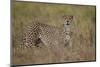 Cheetah (Acinonyx Jubatus), Serengeti National Park, Tanzania, East Africa, Africa-James Hager-Mounted Photographic Print