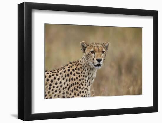 Cheetah (Acinonyx Jubatus), Serengeti National Park, Tanzania, East Africa, Africa-James Hager-Framed Photographic Print