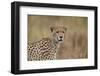 Cheetah (Acinonyx Jubatus), Serengeti National Park, Tanzania, East Africa, Africa-James Hager-Framed Photographic Print