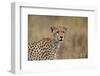 Cheetah (Acinonyx Jubatus), Serengeti National Park, Tanzania, East Africa, Africa-James Hager-Framed Photographic Print