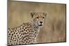 Cheetah (Acinonyx Jubatus), Serengeti National Park, Tanzania, East Africa, Africa-James Hager-Mounted Photographic Print