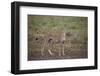 Cheetah (Acinonyx Jubatus), Serengeti National Park, Tanzania, East Africa, Africa-James Hager-Framed Photographic Print