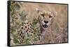 Cheetah (Acinonyx jubatus), Serengeti National Park, Tanzania, East Africa, Africa-Ashley Morgan-Framed Stretched Canvas