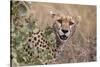 Cheetah (Acinonyx jubatus), Serengeti National Park, Tanzania, East Africa, Africa-Ashley Morgan-Stretched Canvas
