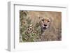 Cheetah (Acinonyx jubatus), Serengeti National Park, Tanzania, East Africa, Africa-Ashley Morgan-Framed Photographic Print